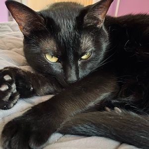 Meet your Posher, Samantha